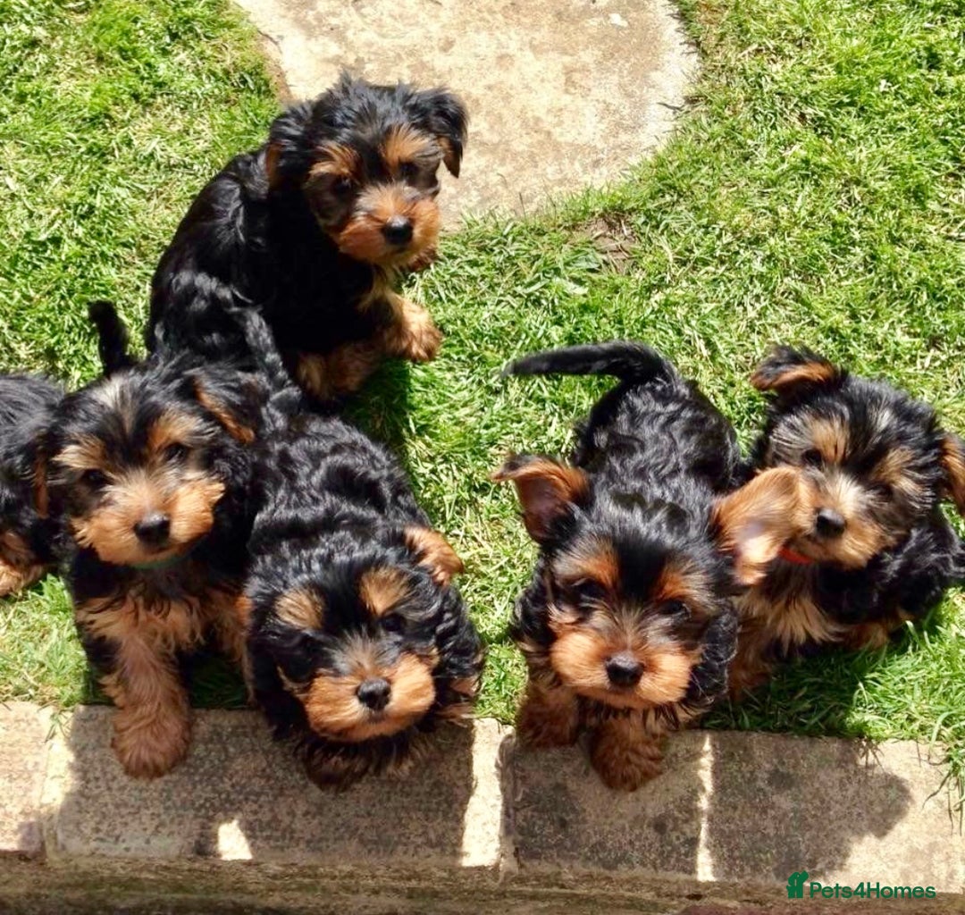 Yorkshire Terrier dogs for sale: Miniature Yorkshire terrier puppies  - Image 1