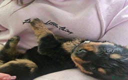 Rottweiler dogs for sale: 12 beautiful puppies  - Image 13