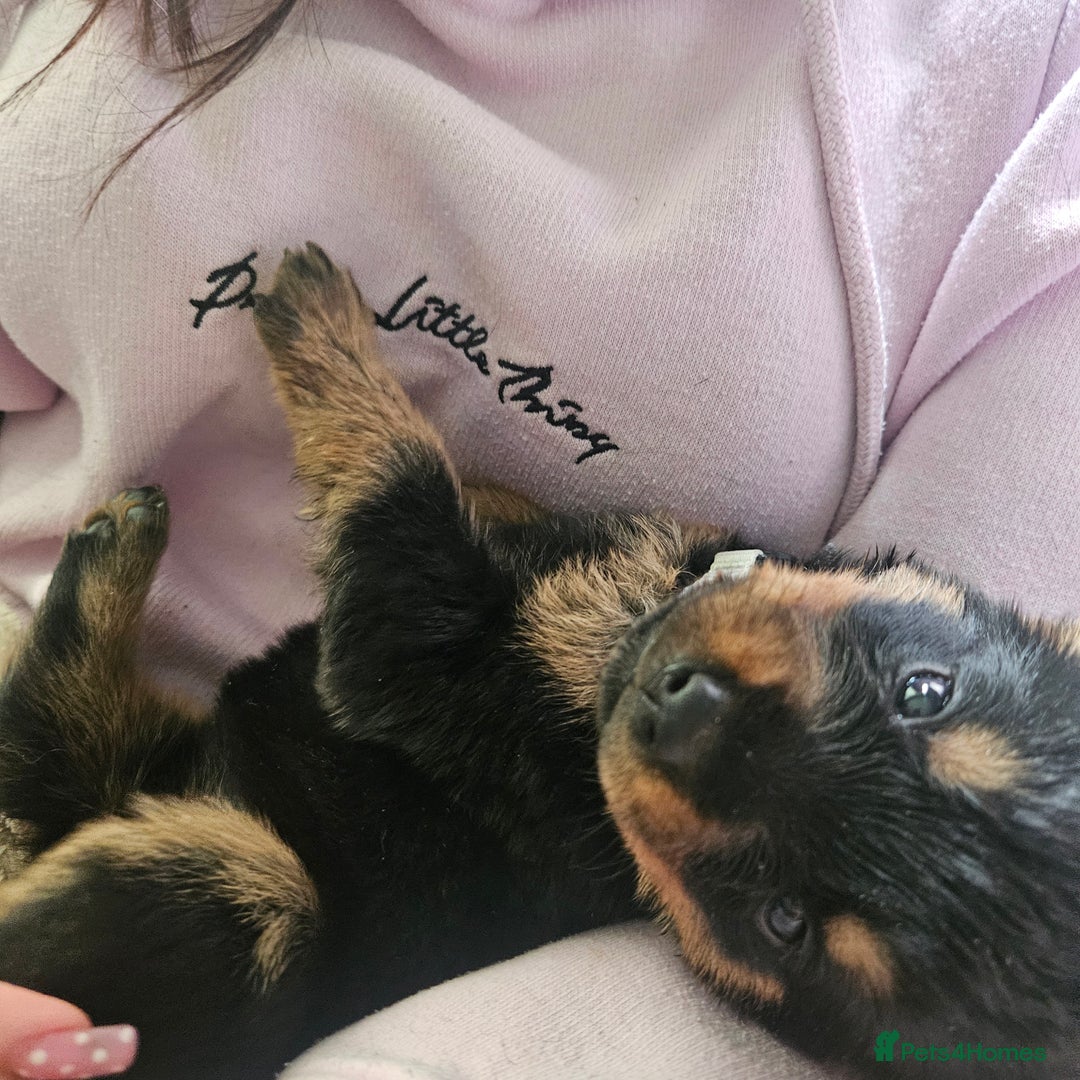 Rottweiler dogs for sale: 12 beautiful puppies  - Image 13