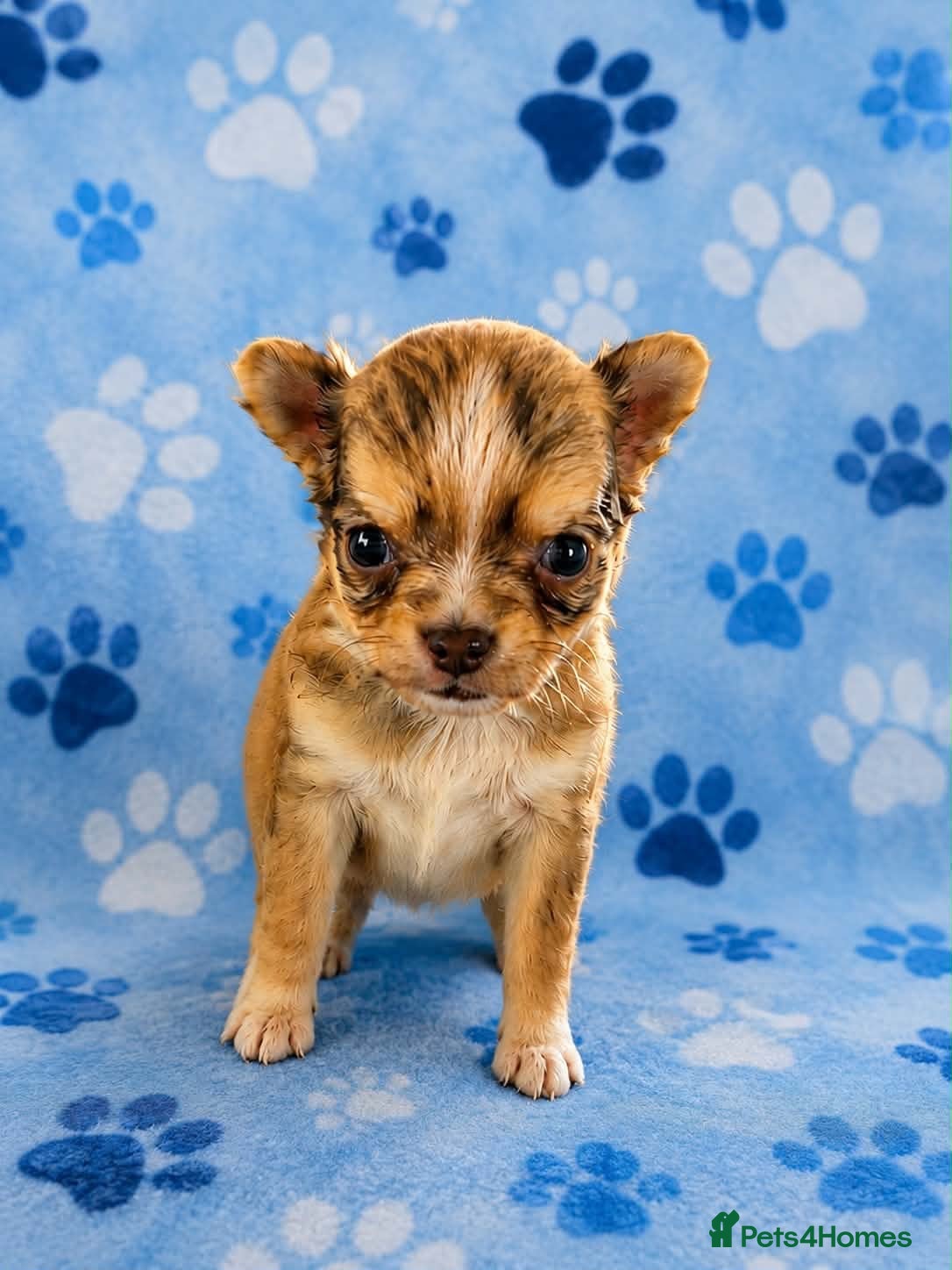 Chihuahua dogs Long haired chihuahua puppies  - Advert 9