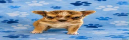 Chihuahua dogs for sale: Long haired chihuahua puppies  - Advert 14