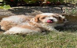 Cavachon dogs for sale: 5 stunning cavachons now available for new 🏡 - Image 3