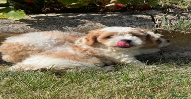 Cavachon dogs - Advert 5
