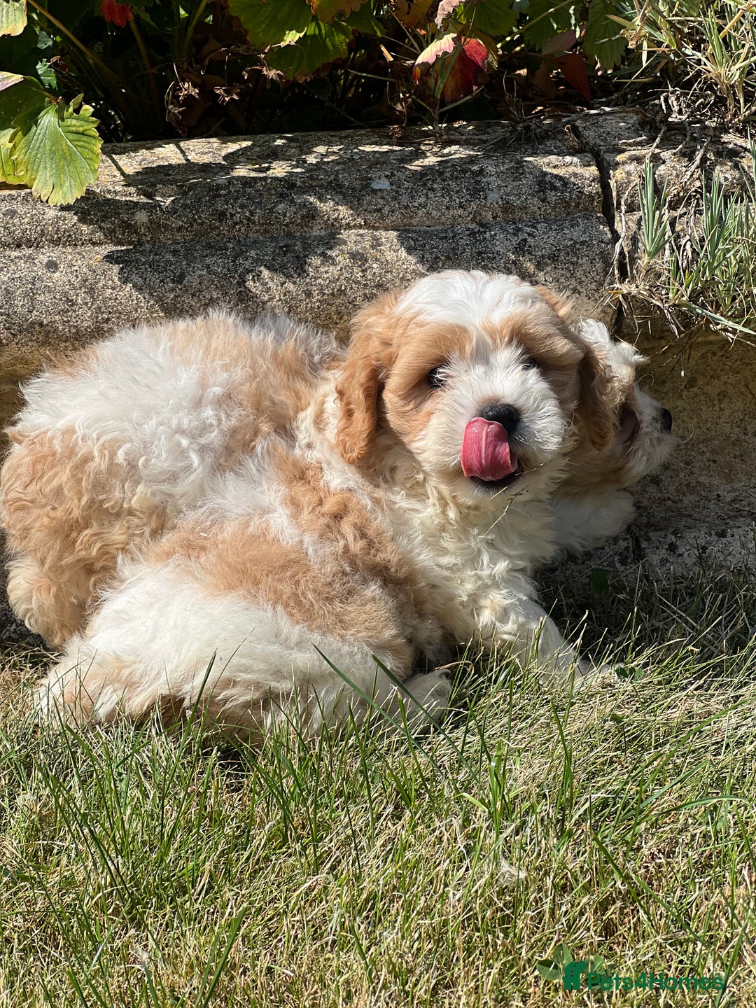 Cavachon dogs for sale: 5 stunning cavachons now available for new 🏡 - Image 3