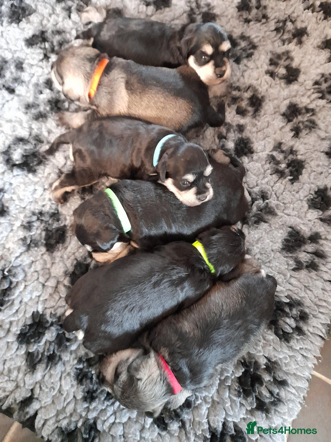 Miniature Schnauzer dogs for sale: Rockybobs Miniature Schnauzers  - Image 8