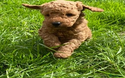 Cockapoo dogs for sale: F2b cockapoo puppies  - Image 16