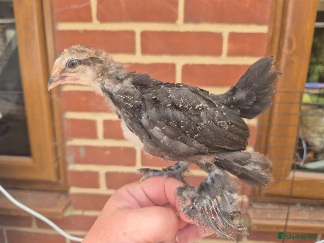 Chickens poultry for sale: 💜Sablepoot/booted bantam growing pairs and cocks - Advert 6