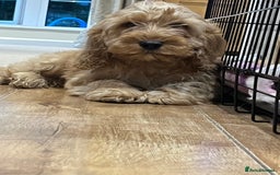 Cockapoo dogs for sale: Healthy Cockapoos boys fully vaccinated  - Image 15