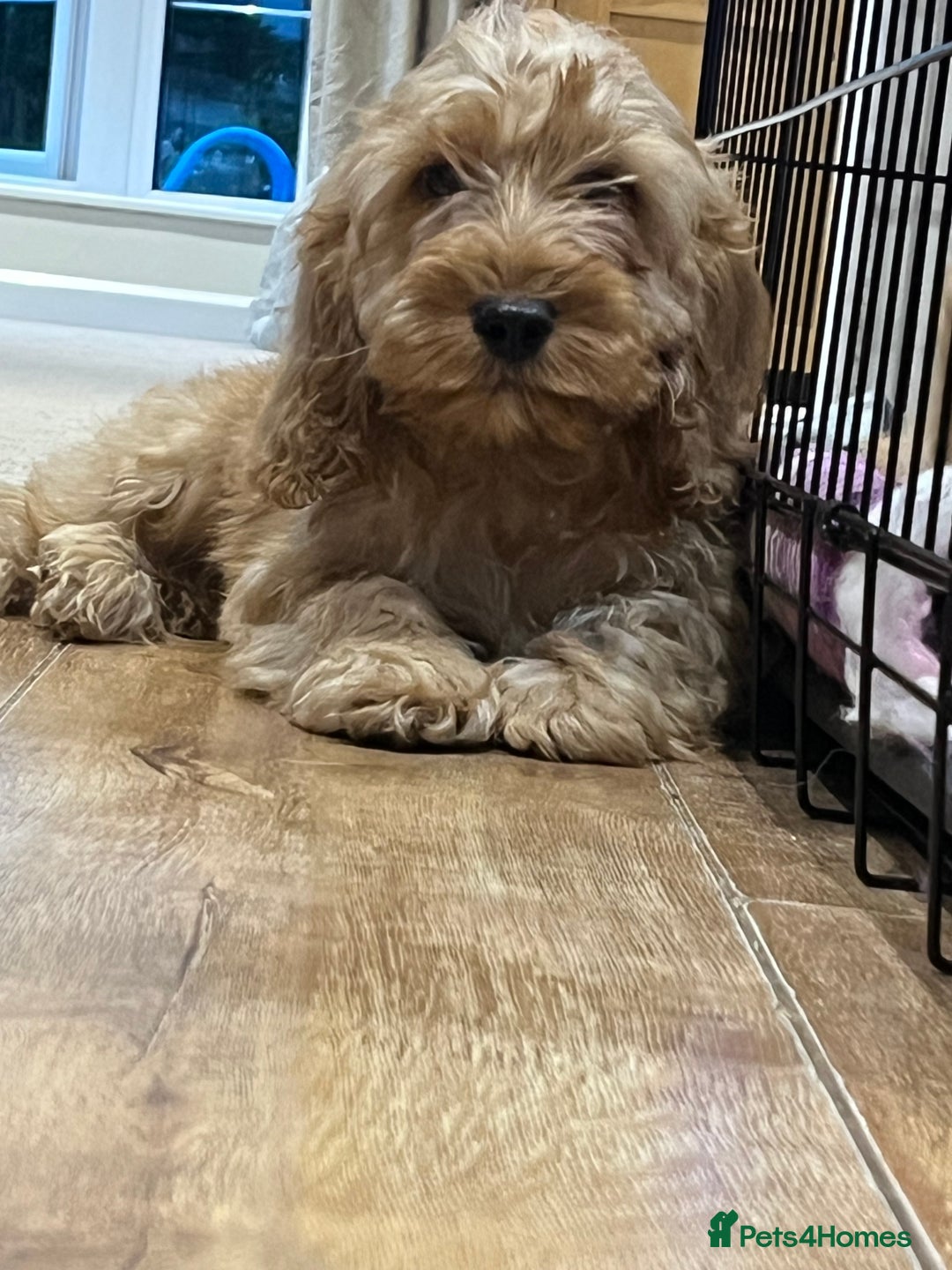 Cockapoo dogs for sale: Healthy Cockapoos boys fully vaccinated  - Image 15