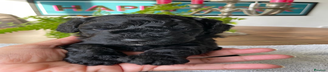 Mixed Breed Puppy 3