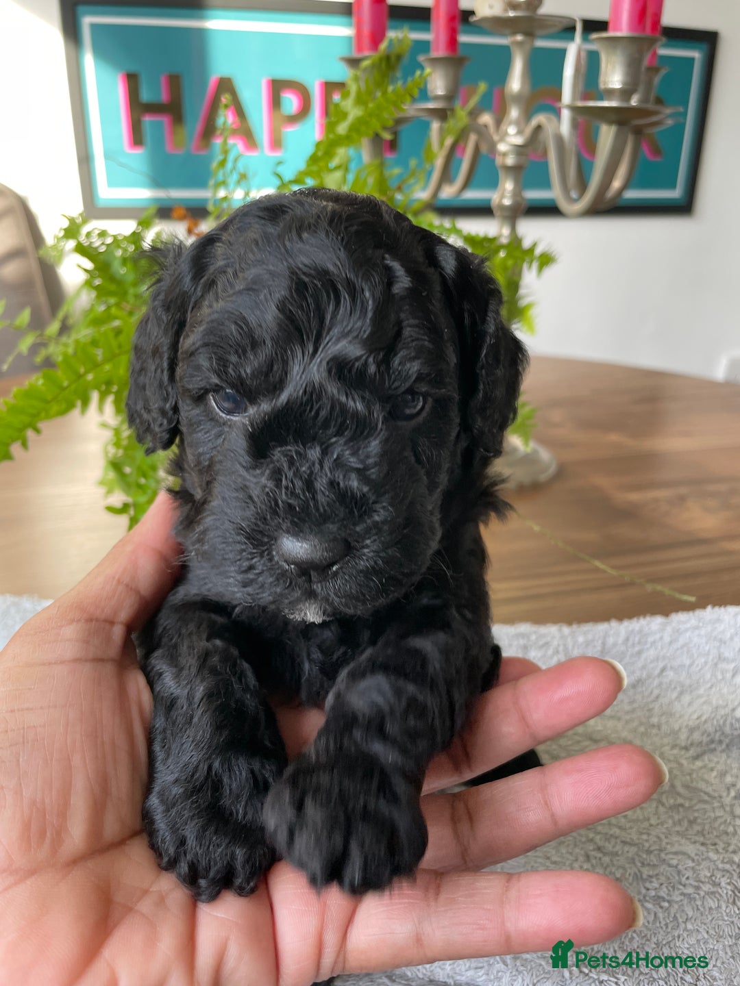 Mixed Breed dogs for sale: Sproodle cockapoo puppies  - Image 3