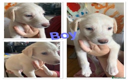 Lurcher dogs for sale: White Lurchers  - Image 10