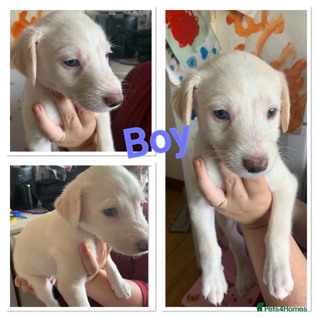 Lurcher dogs for sale: White Lurchers  - Image 10
