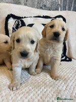 Golden Retriever dogs - Advert 2