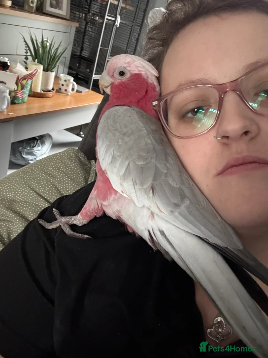 Cockatoo birds for sale: Galah cockatoo - Advert 1