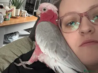 Cockatoo birds Galah cockatoo - Advert 11