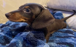 Dachshund dogs for sale: Stunning dachshund puppy  - Image 7