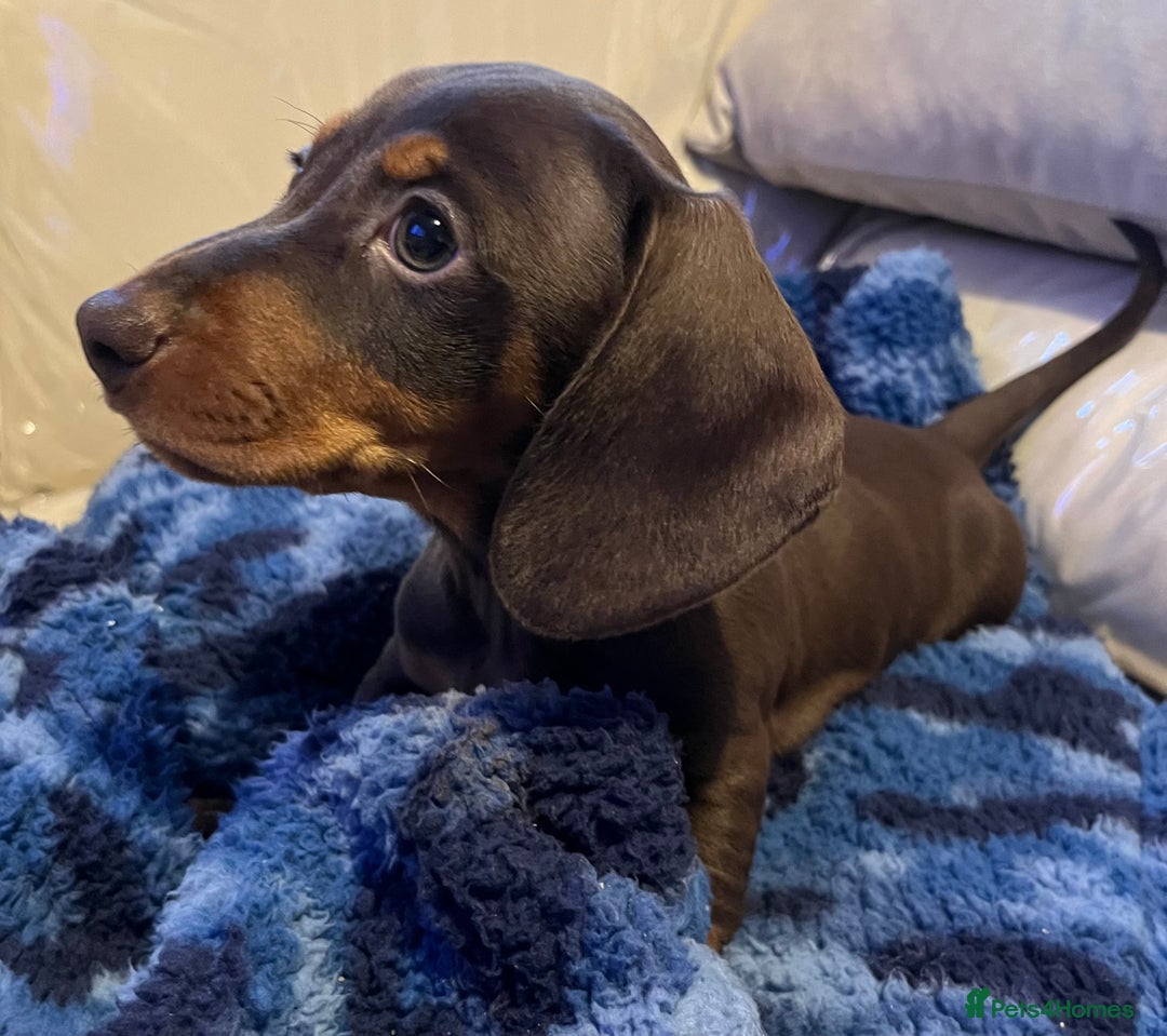 Dachshund dogs for sale: Stunning dachshund puppy  - Image 7