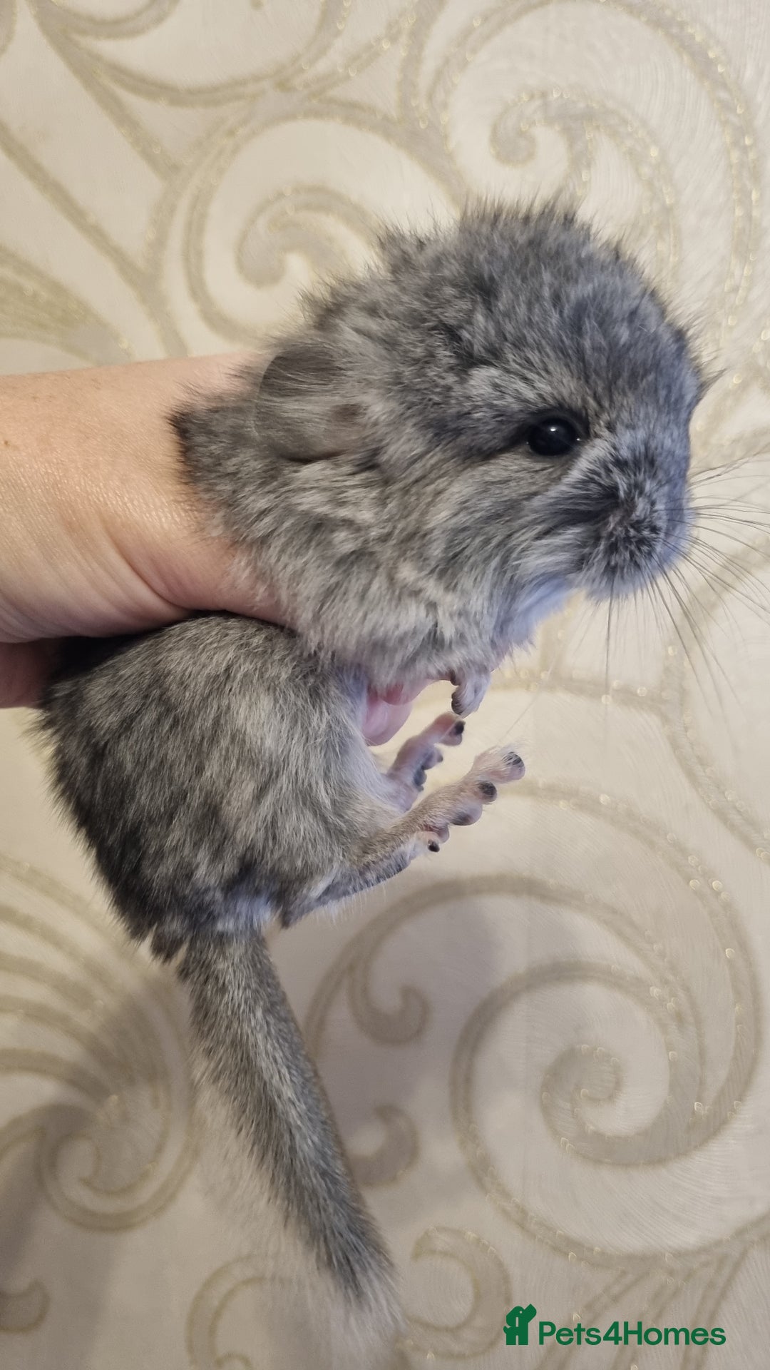 Chinchilla rodents for sale: Royal Persian Angora Male kit - Image 5