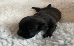 Patterdale Terrier dogs for sale: 6 Gorgeous Patterdale pups - Image 6