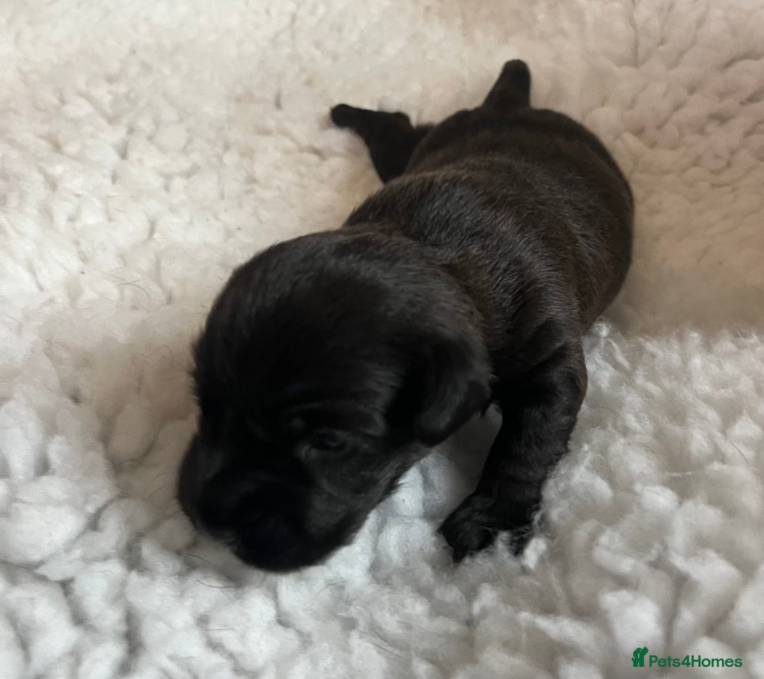 Patterdale Terrier dogs for sale: 6 Gorgeous Patterdale pups - Image 6