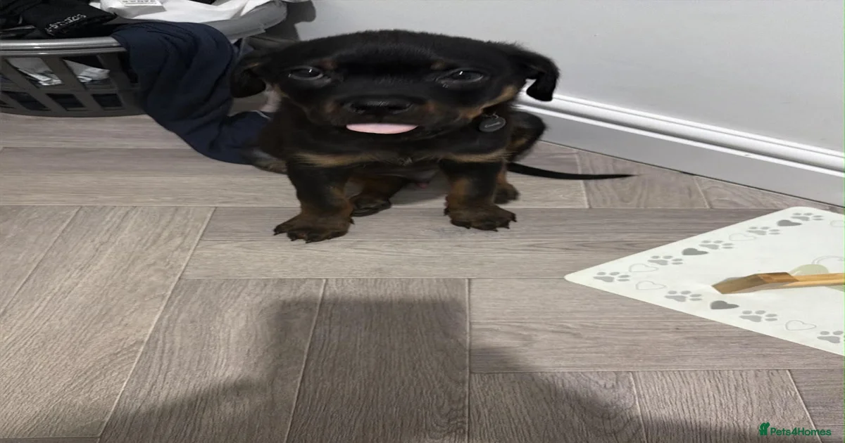 Rottweiler puppy for sale in Bolton | Pets4Homes