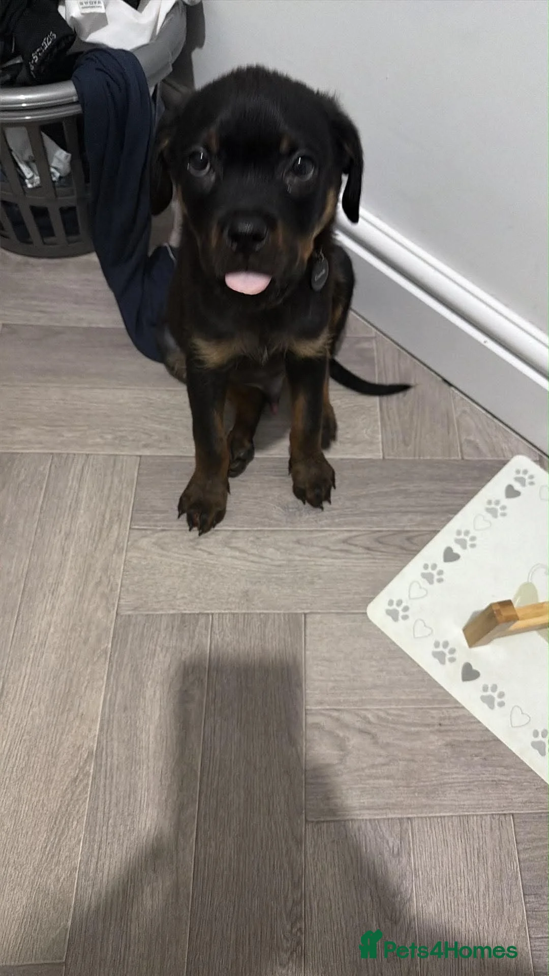Rottweiler dogs for sale: Rottweiler puppy in Bolton - Advert 1