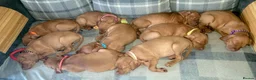 Hungarian Vizsla dogs for sale: Hungarian vizsla puppies  - Advert 4