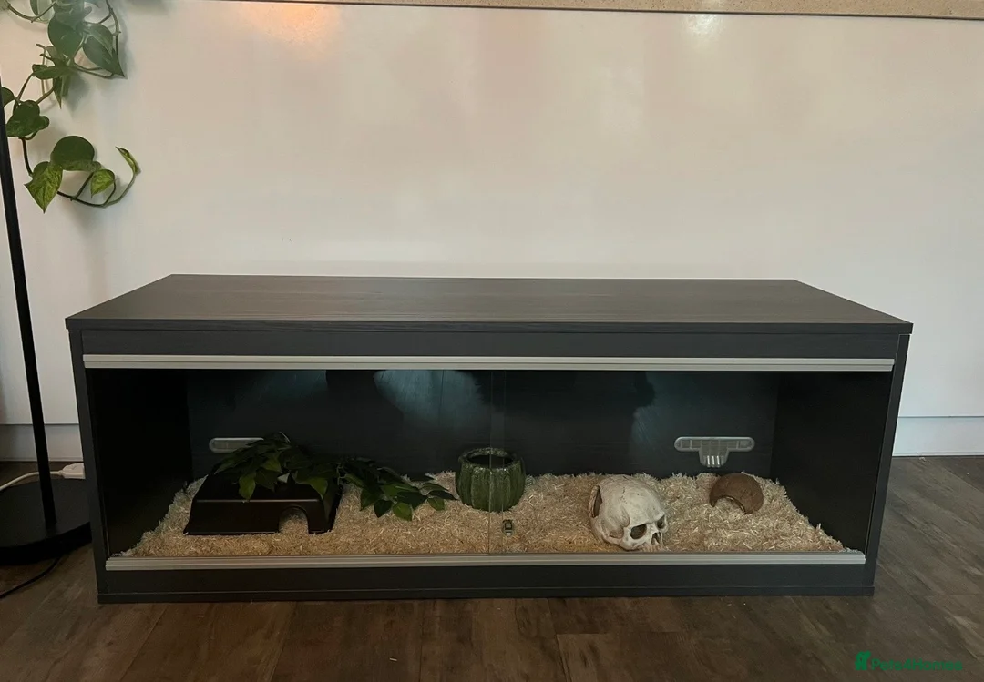 Corn Snake reptiles for sale: Corn Snake Snow  - Advert 2