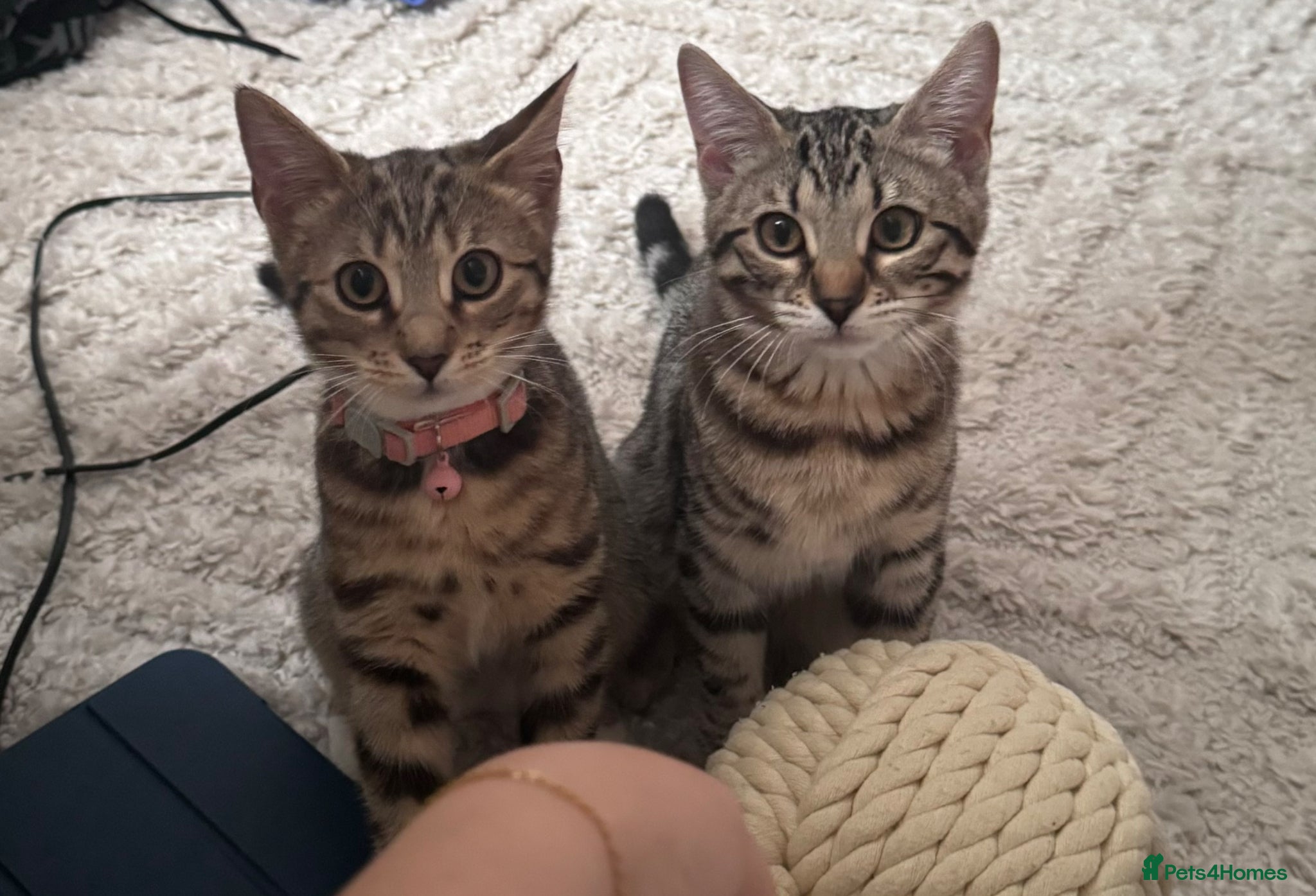 Bengal cats 2 beautiful female cats needing rehoming  - Advert 1