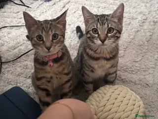 Bengal cats 2 beautiful female cats needing rehoming - Advert 1