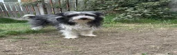 Mixed Breed dogs for sale: Bearded collie cross  - Advert 3