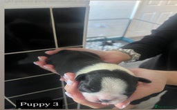 Boston Terrier dogs for sale: MAGGIES BEAUTIFUL PUPPIES  - Image 6