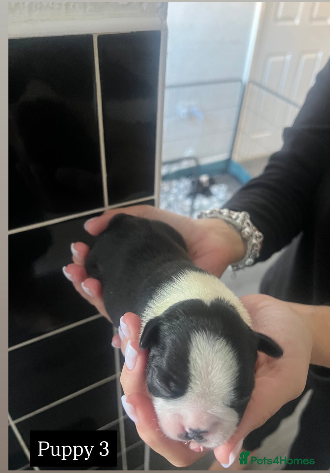Boston Terrier dogs for sale: MAGGIES BEAUTIFUL PUPPIES  - Image 6