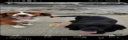 Sprocker dogs for sale: Beautiful Sprocker Puppies Seeking Forever Homes in Hengoed - Advert 13