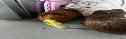 Guinea Pig rodents for sale: Two male guinea pigs in Stevenage - Advert 2