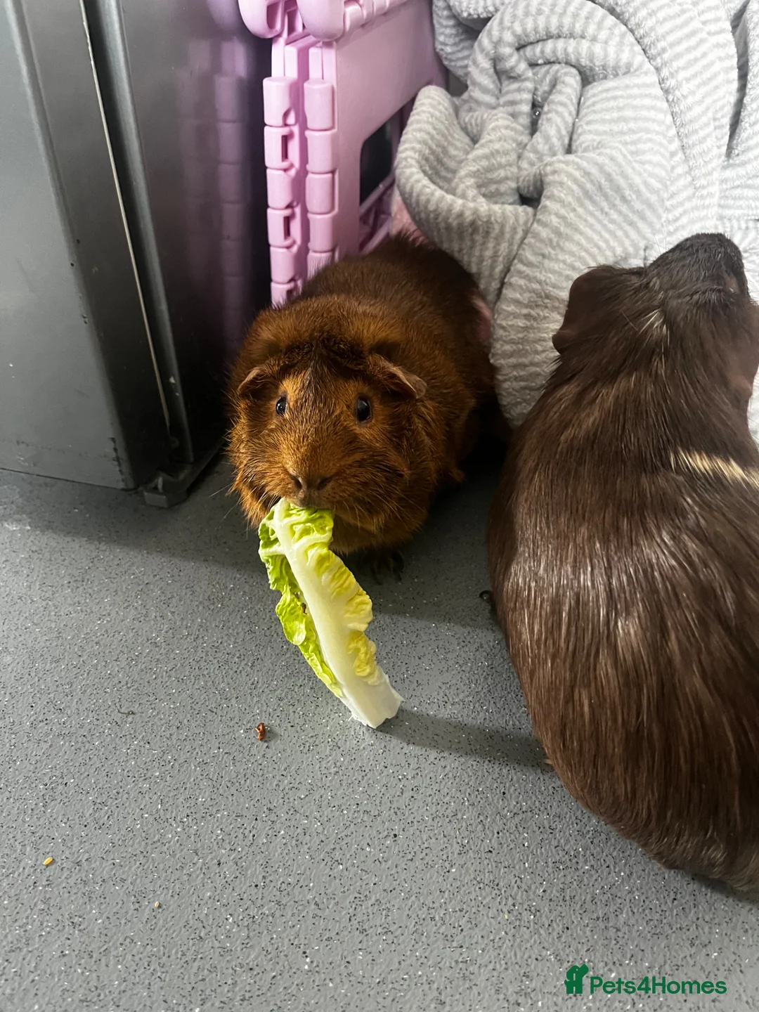 Guinea Pig rodents for sale: Two male guinea pigs in Stevenage - Advert 2