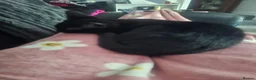 British Shorthair cats for sale: Tuxedo and Tortoise shell - Advert 8