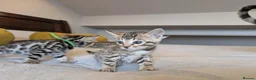 Bengal cats for sale: 🤍🤎🖤 GORGEOUS BENGAL KITTENS 🖤🤎🤍 - Advert 26