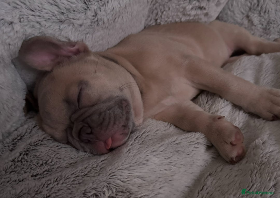 French Bulldog dogs for sale: LILAC Frawn 1girl pup left(I own both mom and dad) - Image 11