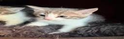 Mixed Breed cats for sale: Mixed breed kittens  - Advert 16