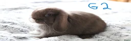 Mini Lop rabbits for sale: Stunning Mini Lop Babies - Advert 18