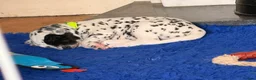 Dalmatian dogs for sale: 6 Dalmatian Puppies for Sale  in Heathfield - Advert 5