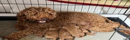Toy Poodle dogs for sale: *****Stunning Fox Red Toy Poodle puppies***** - Advert 11