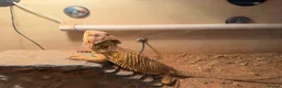 Dragon reptiles for sale: Male Bearded Dragon - Advert 1