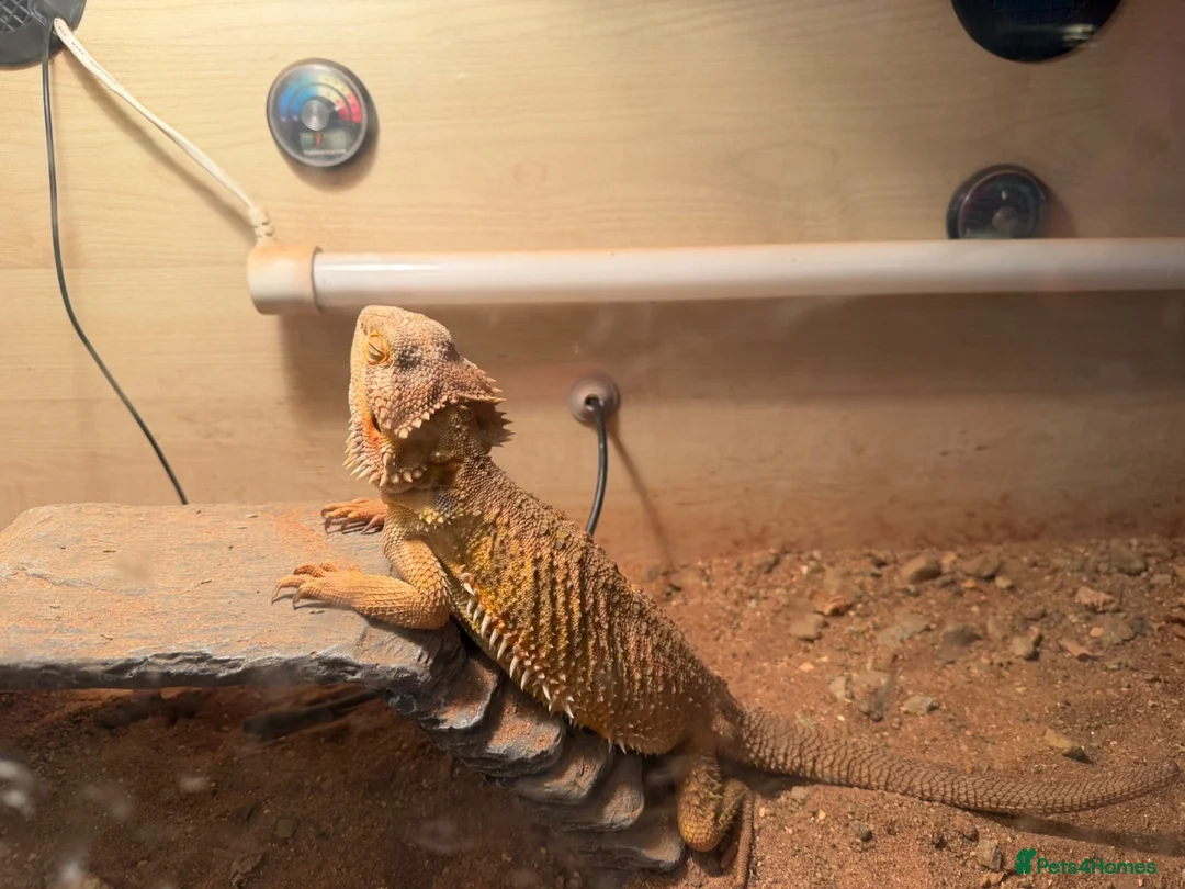 Dragon reptiles for sale: Male Bearded Dragon - Advert 1