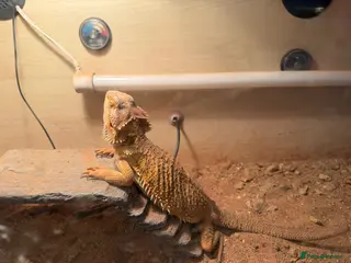 Dragon reptiles Male Bearded Dragon - Advert 4