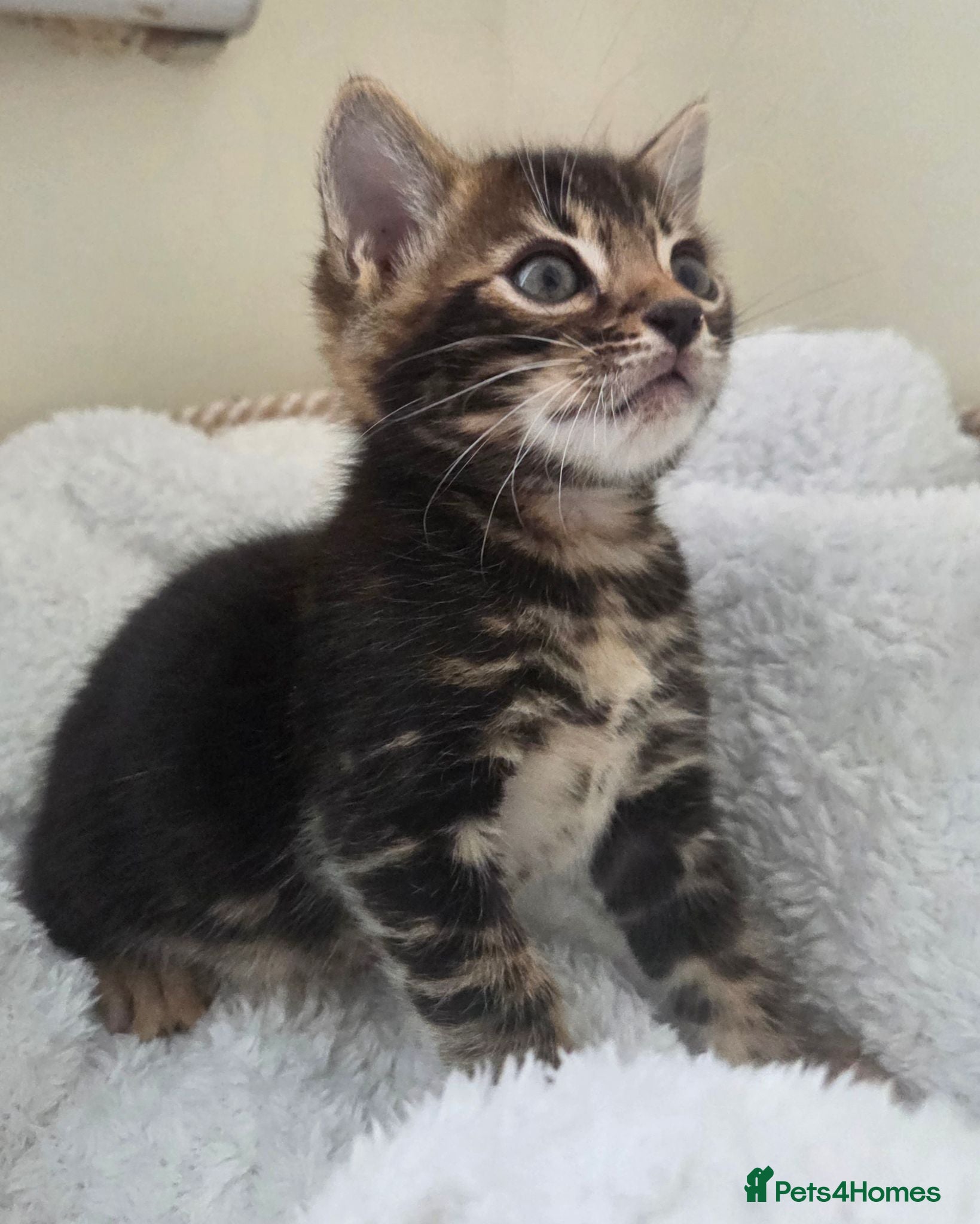 Bengal cats Beautiful Bengal Kittens ✨️ - Advert 1