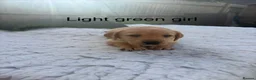 Labrador Retriever dogs for sale: Labrador puppies - Advert 9