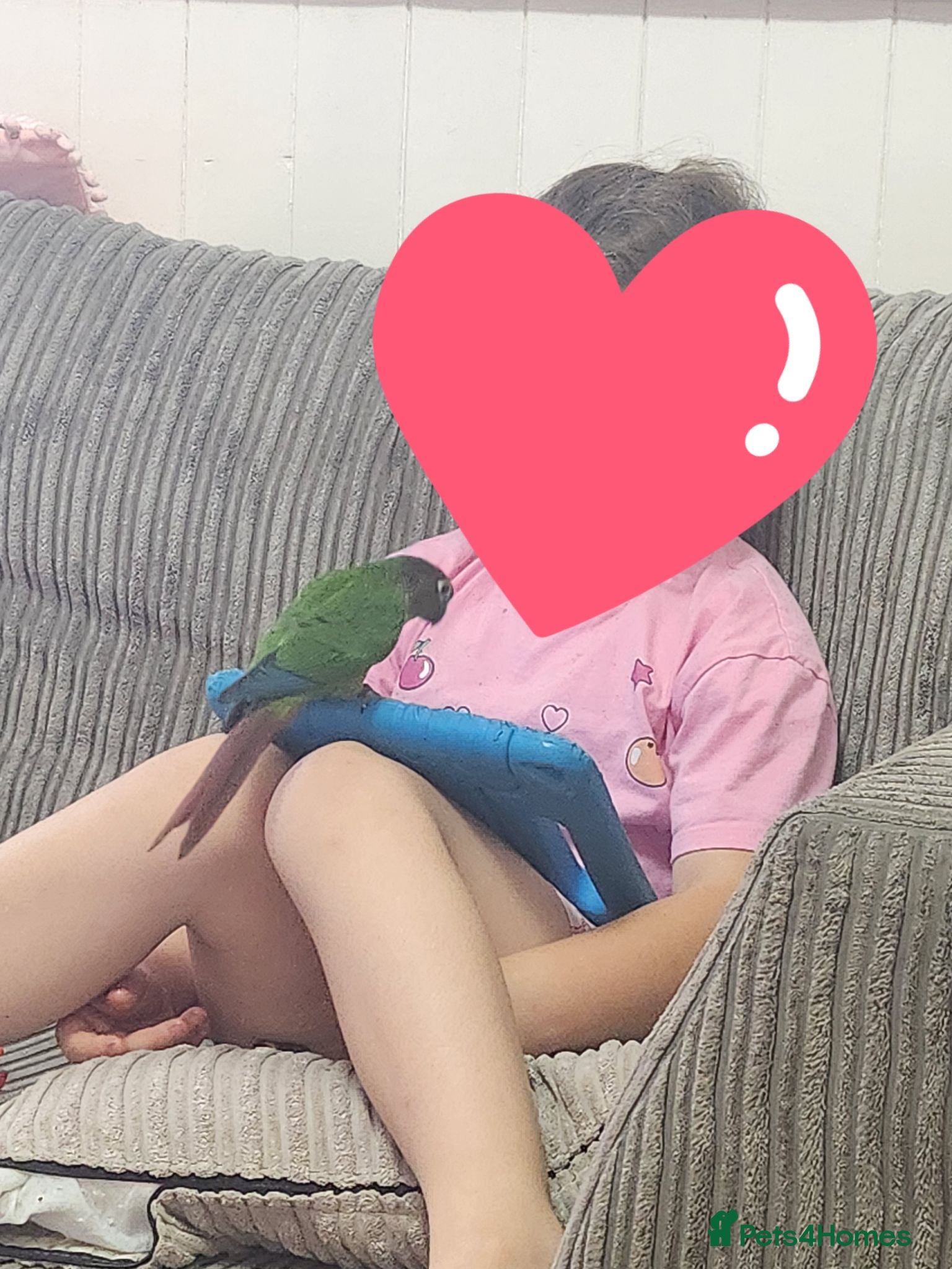 Conures birds Handreared conures - Advert 2